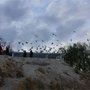 J4 Cappadoce : pigeons
