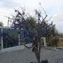 J4 Cappadoce : arbre à oeil