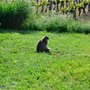 Randonnée Ardéchoise : chat penseur