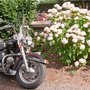 Madone des motards : je suis belle avec les fleurs