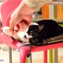 Randonnée Ardéchoise : le chat