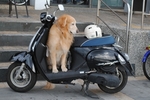 Scooter : transporter son animal de compagnie