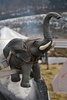 Quadro 350D : les Elefants sur trois roues